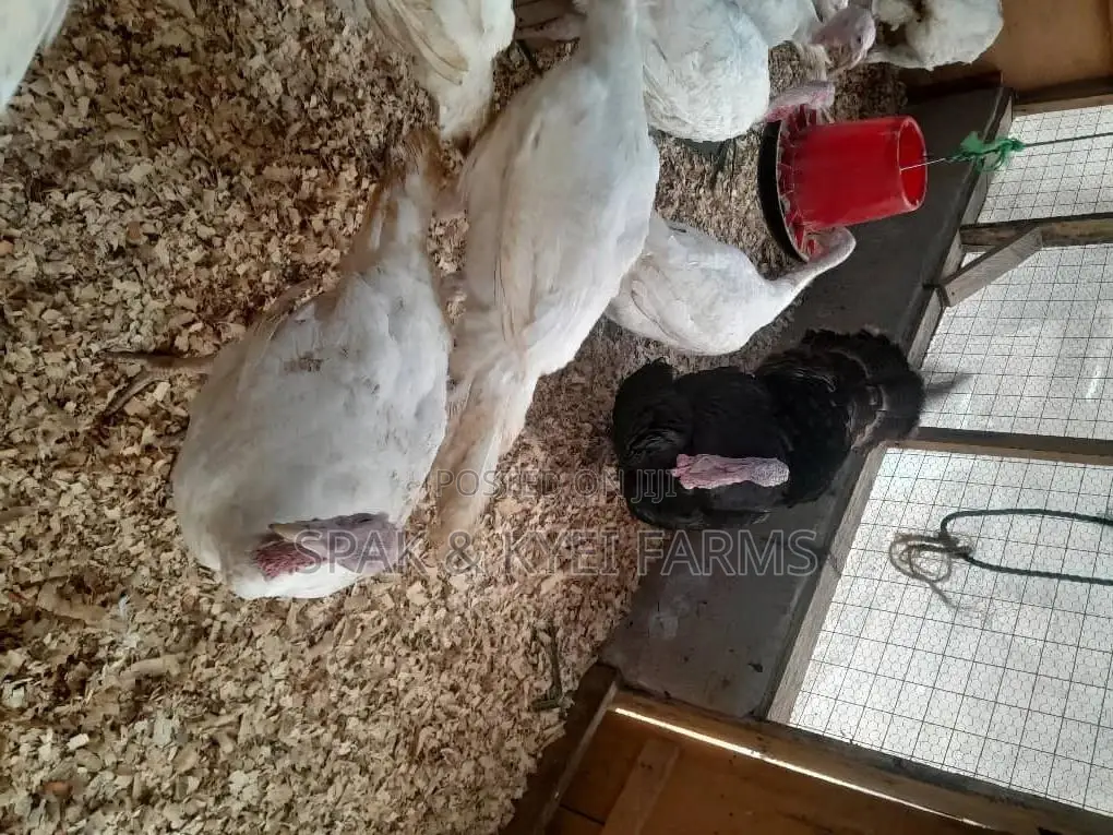 Turkey for Sale