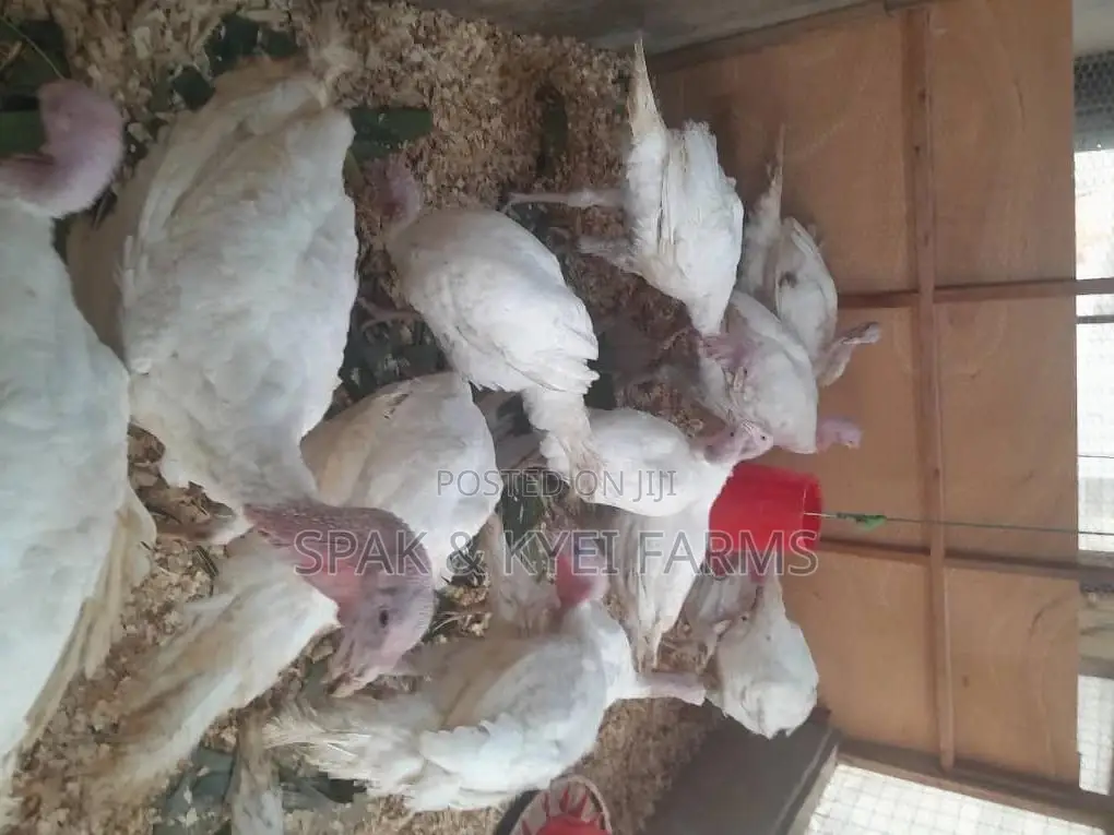 Turkey for Sale