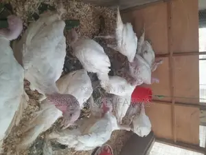 Turkey for Sale