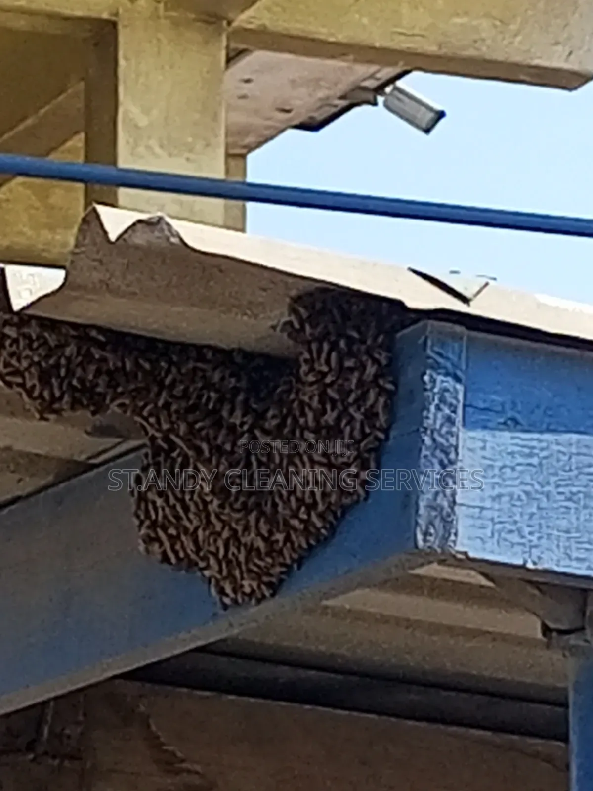Bedbugs Fumigation
