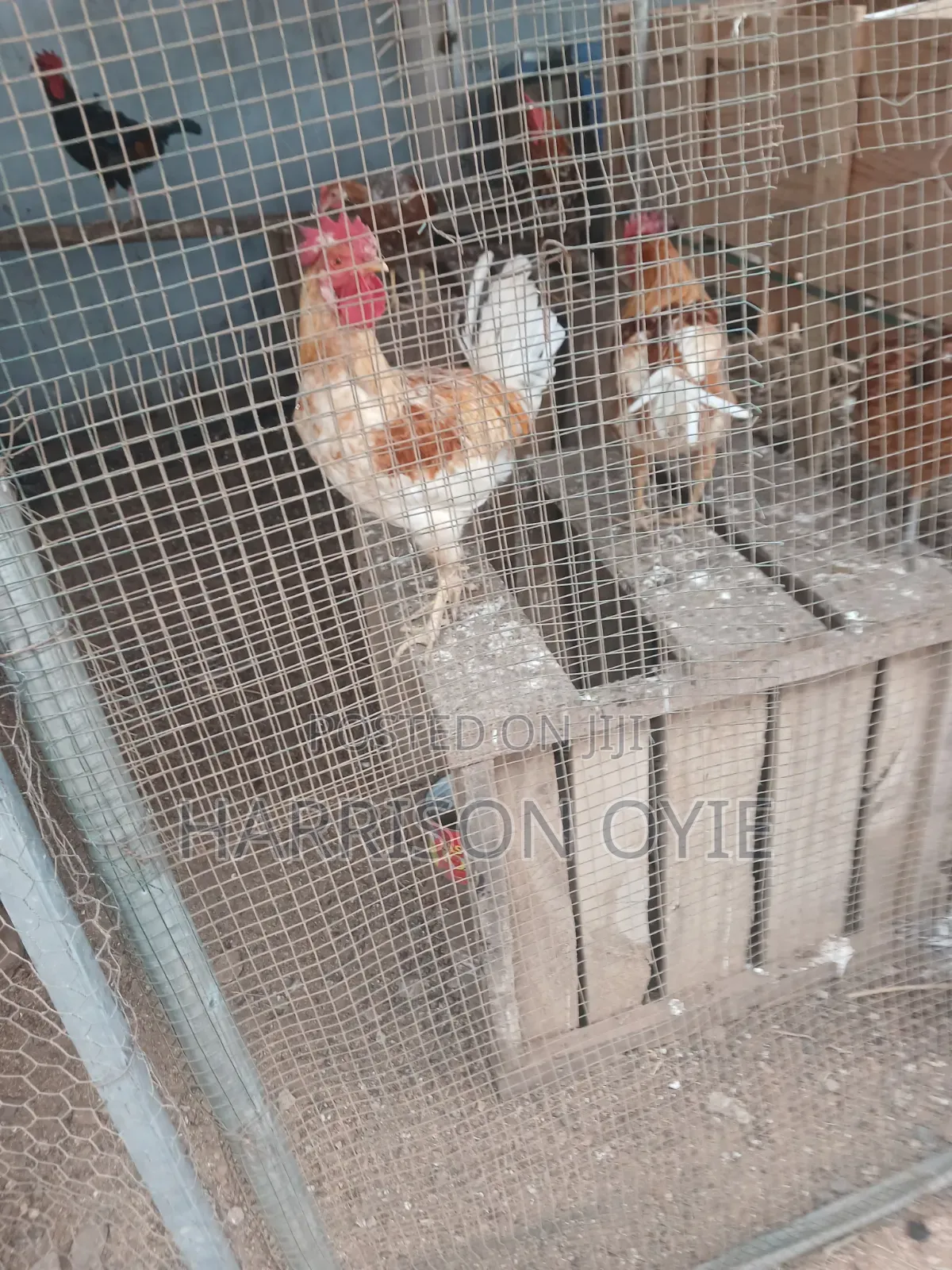 Local Chicken for Sale