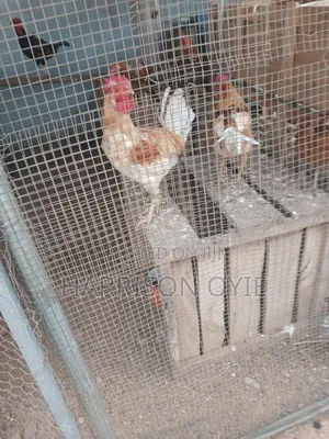 Local Chicken for Sale