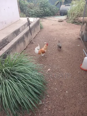 Local Chicken for Sale