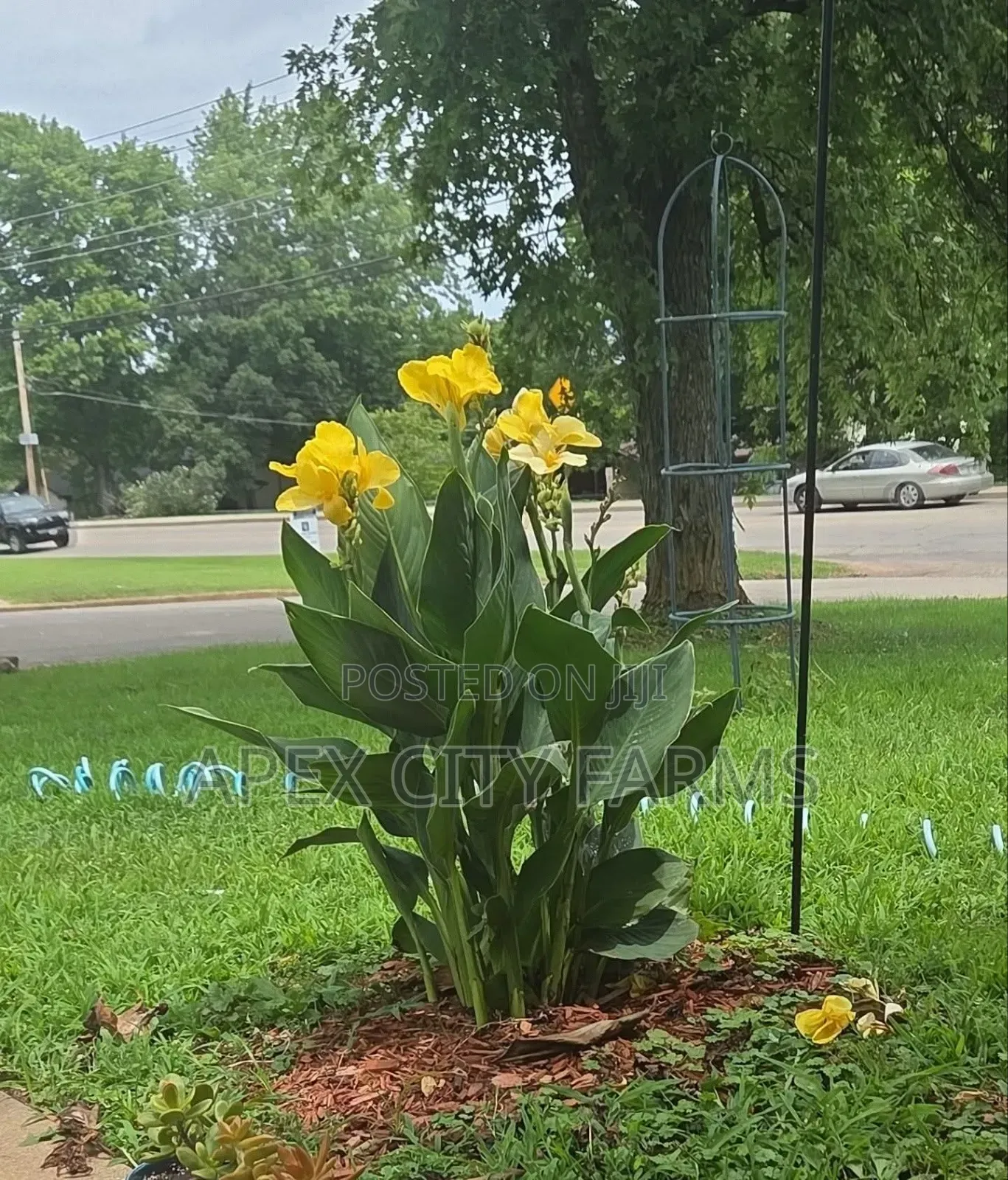 Canna Lilies Outdoor Flowers. Poted /Non Poted
