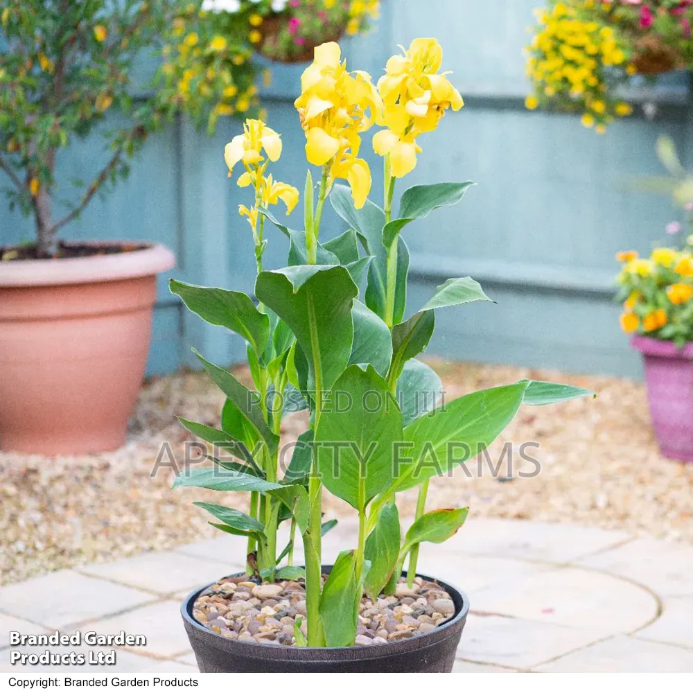 Canna Lilies Outdoor Flowers. Poted /Non Poted