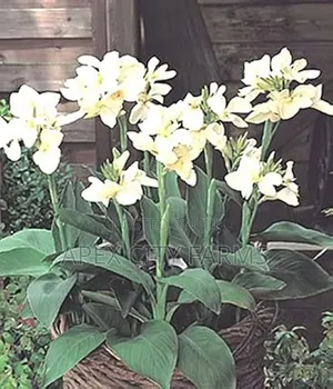 Canna Lilies Outdoor Flowers. Poted /Non Poted