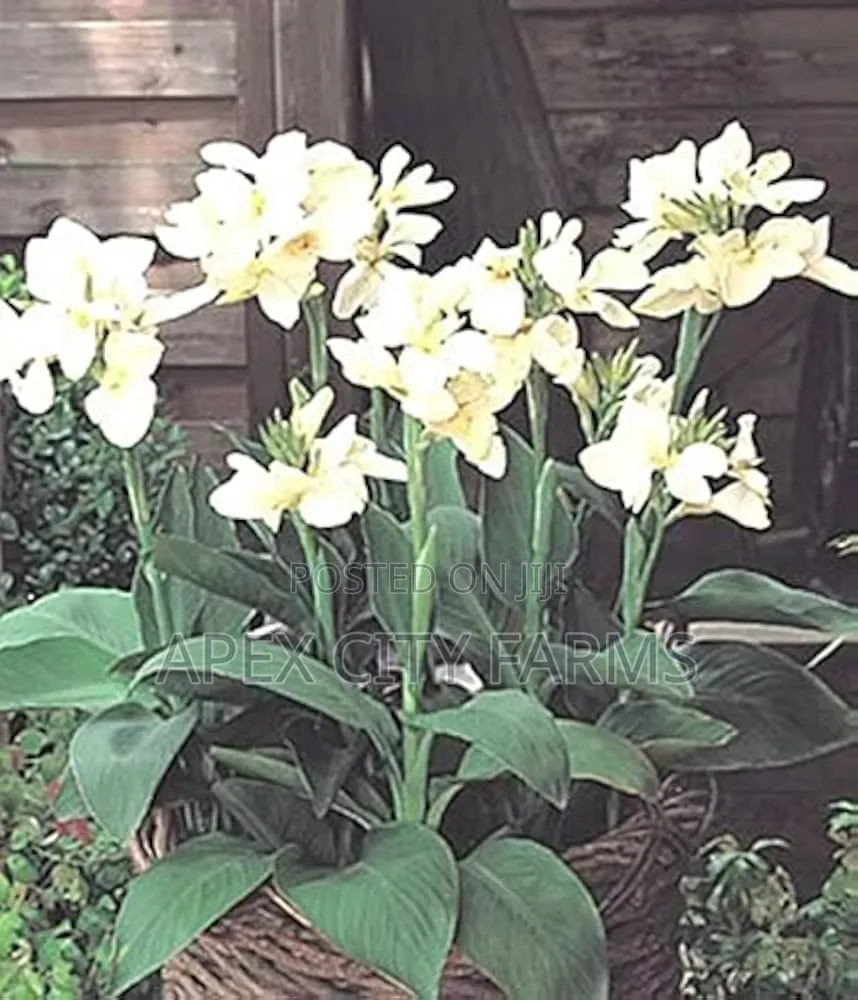 Canna Lilies Outdoor Flowers. Poted /Non Poted