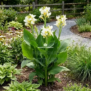 Canna Lilies Outdoor Flowers. Poted /Non Poted