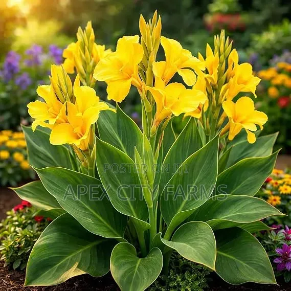 Canna Lilies Outdoor Flowers. Poted /Non Poted