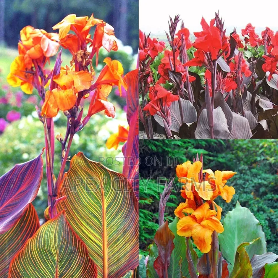 Canna Lilies Outdoor Flowers. Poted /Non Poted