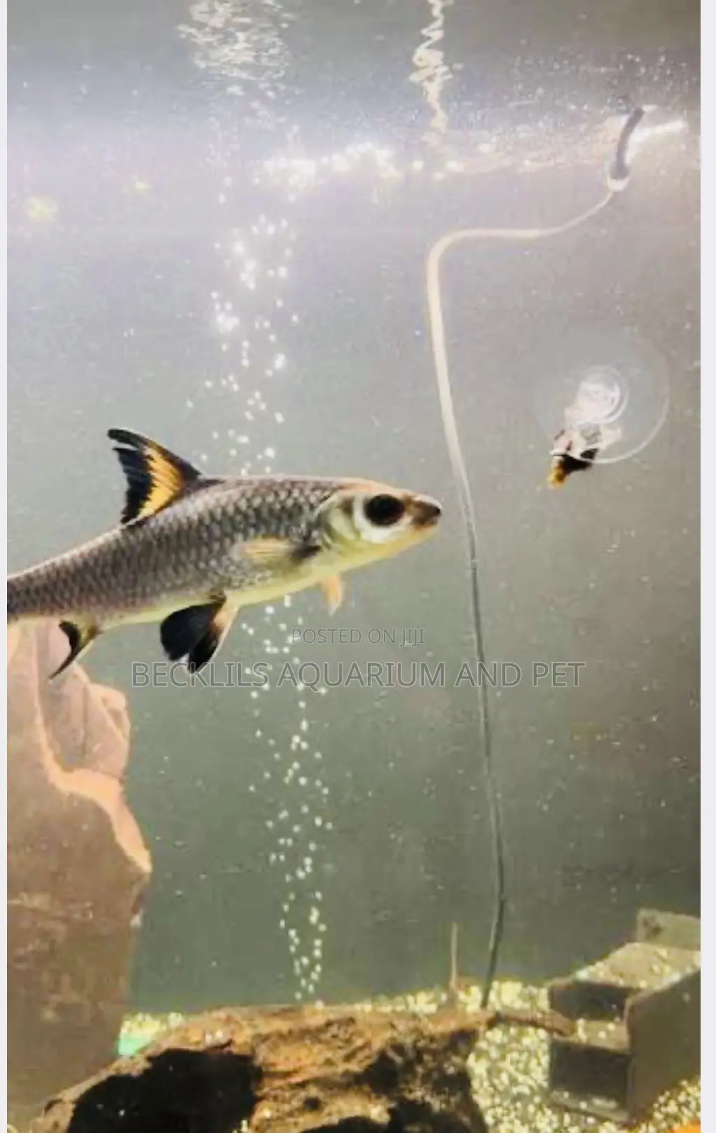 Aquarium Silver Shark