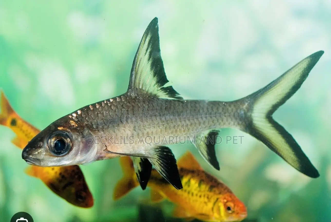 Aquarium Silver Shark
