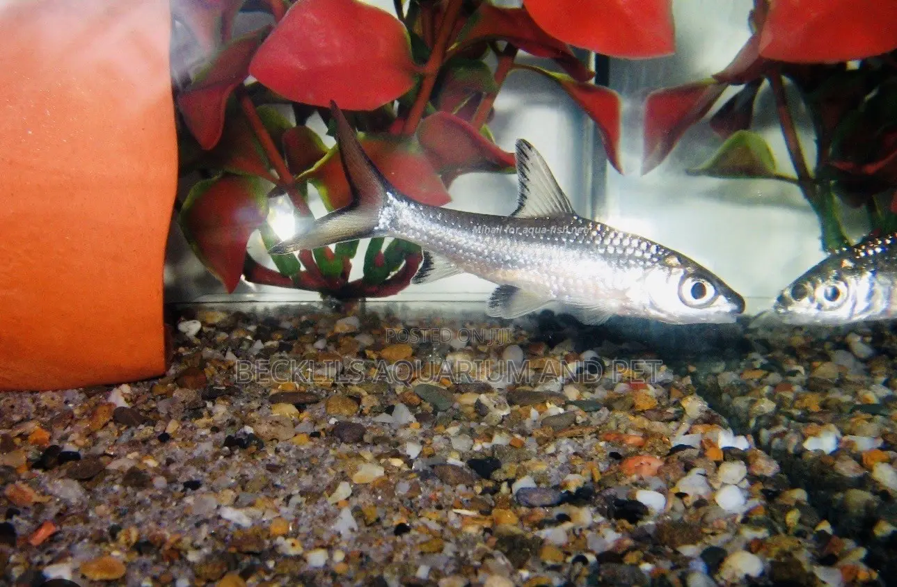 Aquarium Silver Shark