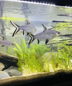 Aquarium Silver Shark