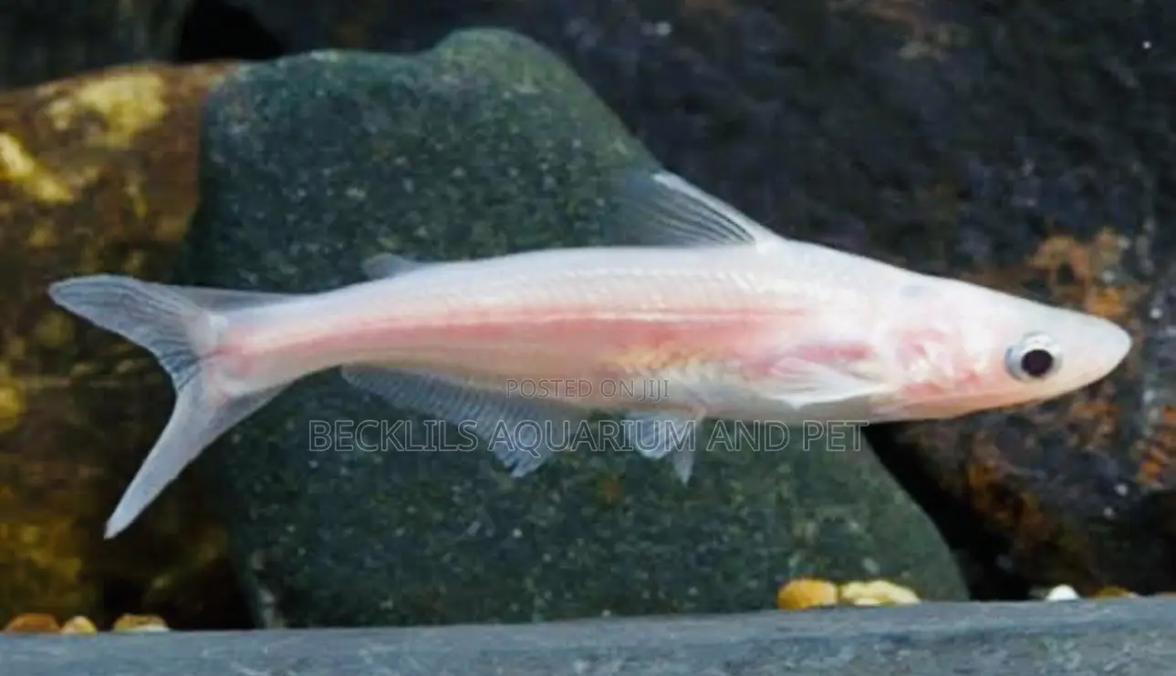 Albino Shark