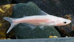 Albino Shark