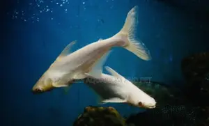Albino Shark