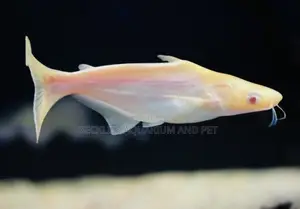 Albino Shark