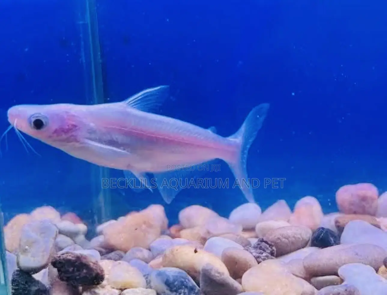 Albino Shark