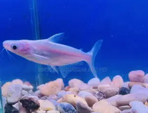Albino Shark