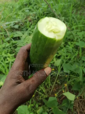 Cacumber 95% Organic