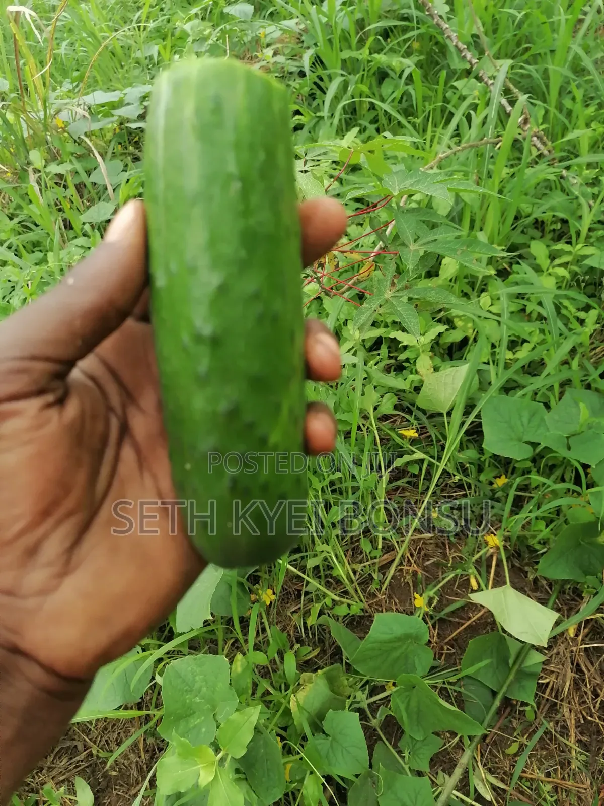 Cacumber 95% Organic