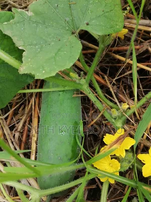 Cacumber 95% Organic