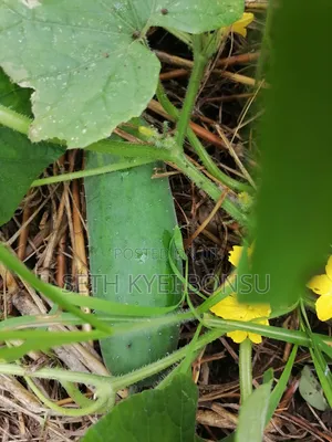 Cacumber 95% Organic