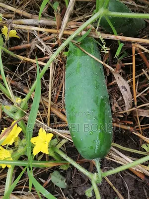 Cacumber 95% Organic