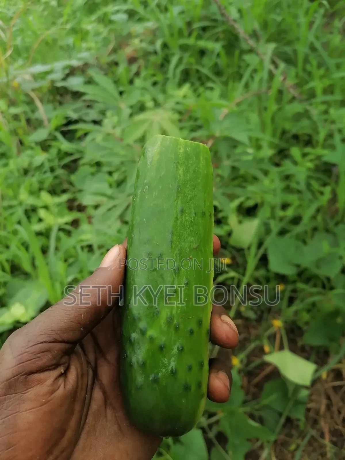 Cacumber 95% Organic