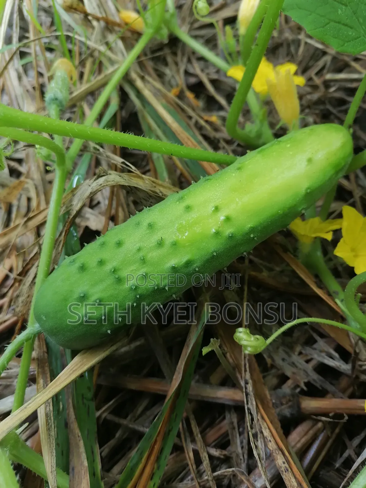 Cacumber 95% Organic