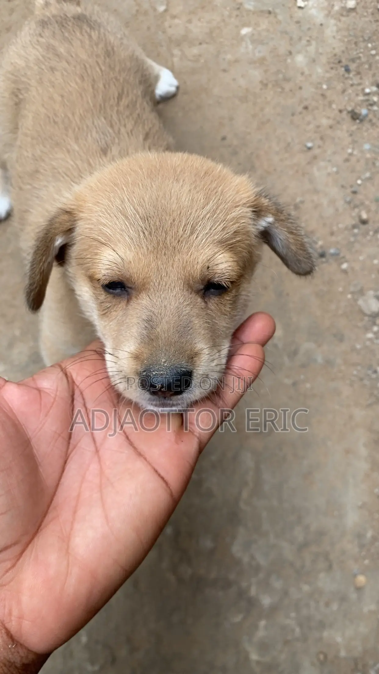 0-1 month Male Mixed Breed Dog