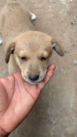0-1 month Male Mixed Breed Dog