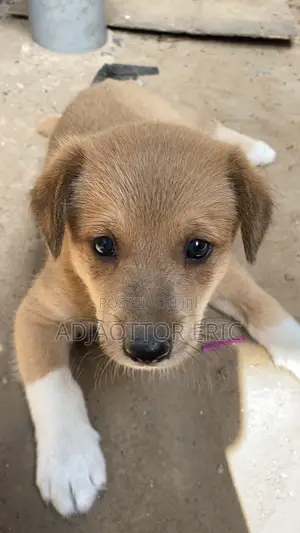 0-1 month Male Mixed Breed Dog