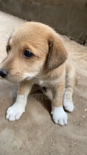 0-1 month Male Mixed Breed Dog