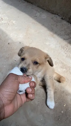 0-1 month Male Mixed Breed Dog