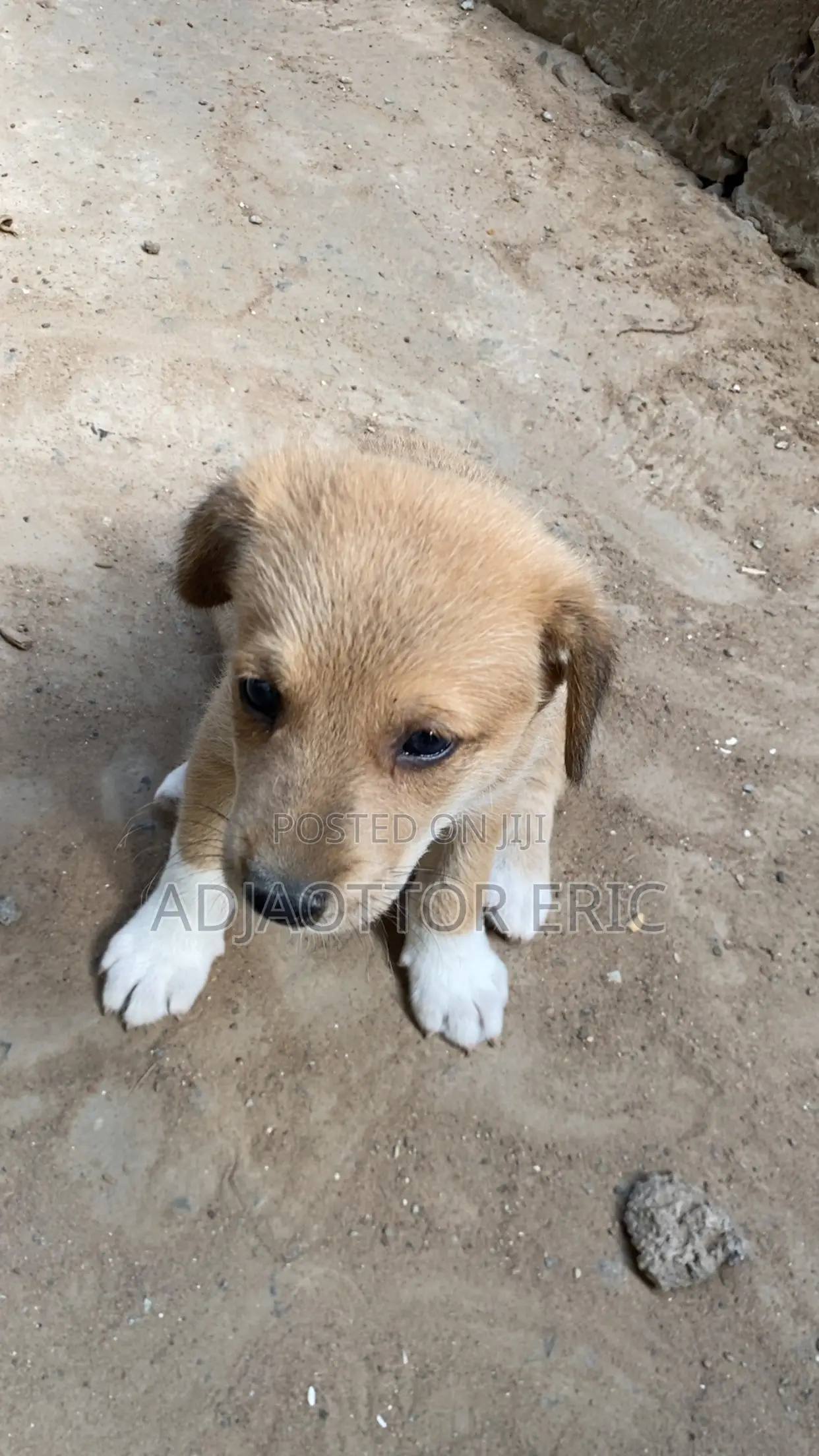 0-1 month Male Mixed Breed Dog