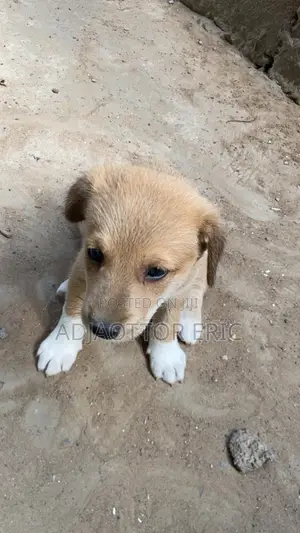 0-1 month Male Mixed Breed Dog