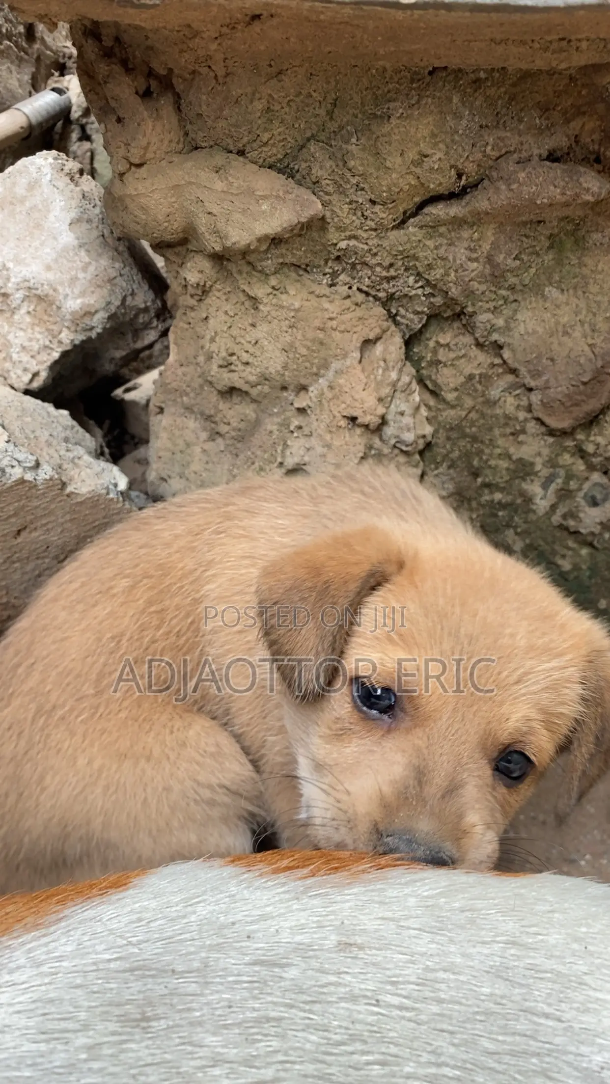 0-1 month Male Mixed Breed Dog