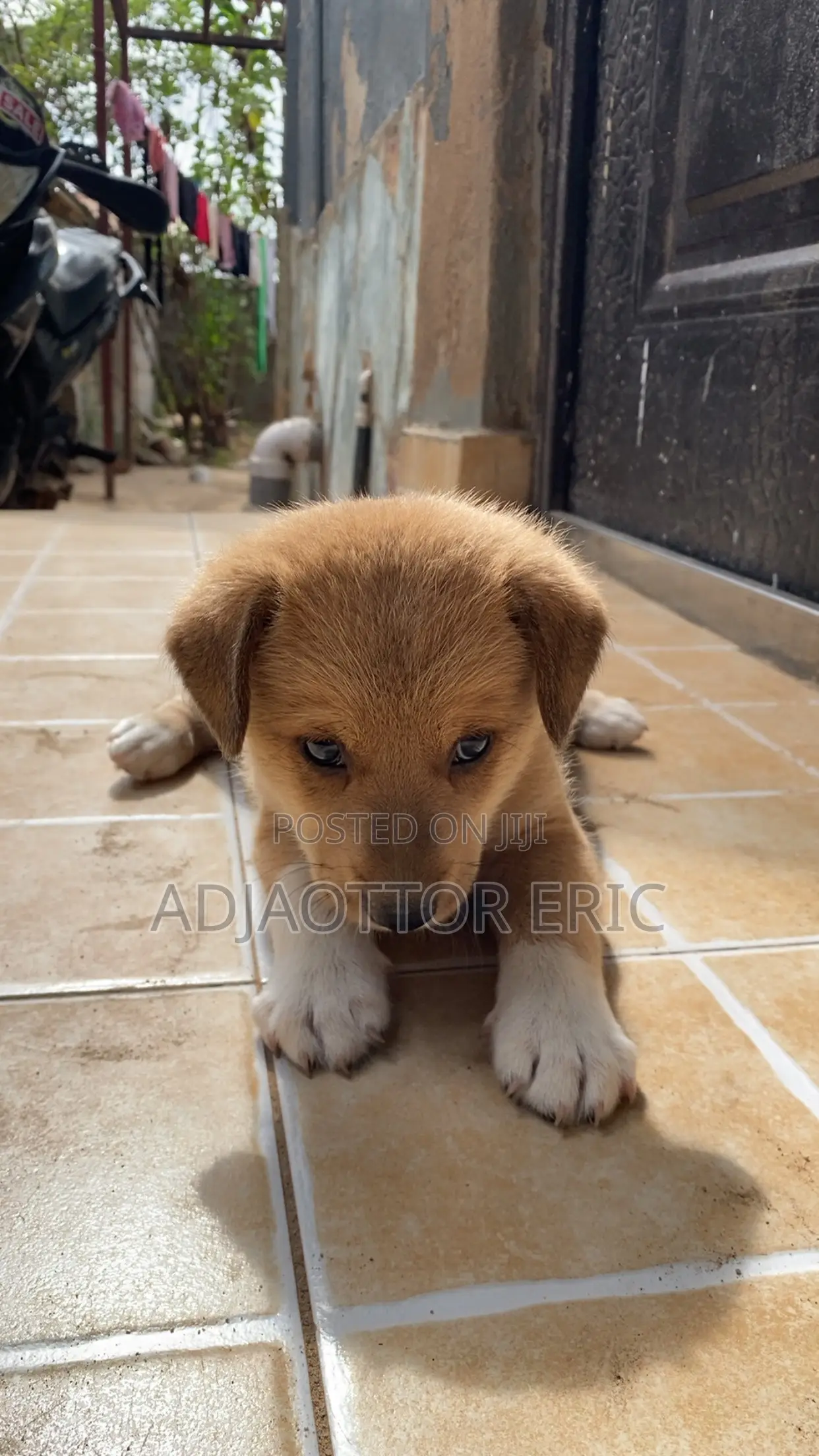 0-1 month Male Mixed Breed Dog