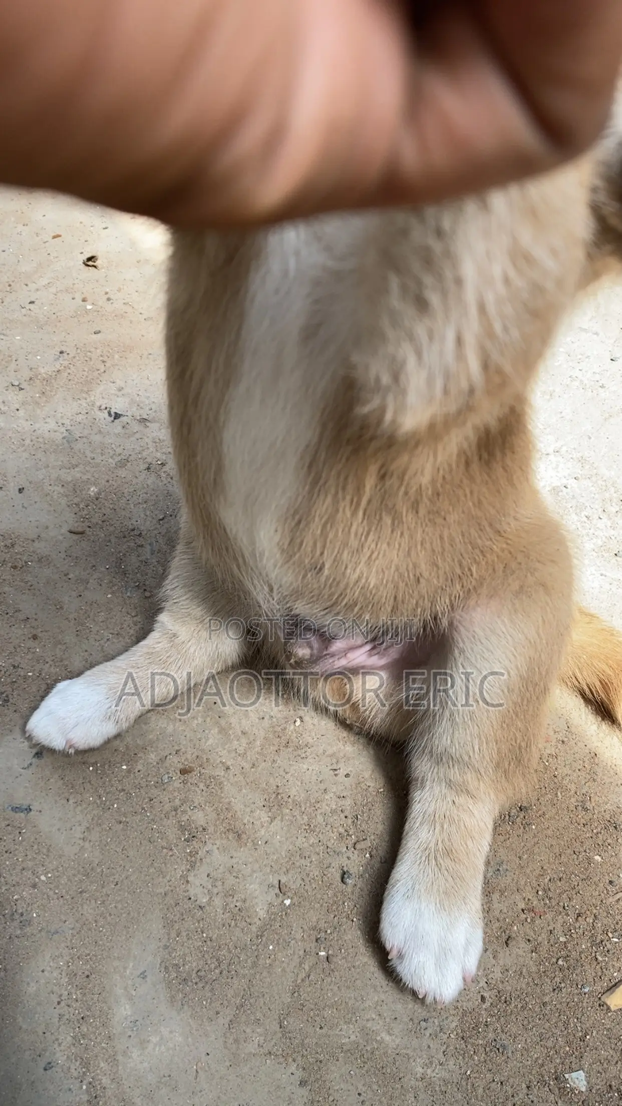 0-1 month Male Mixed Breed Dog