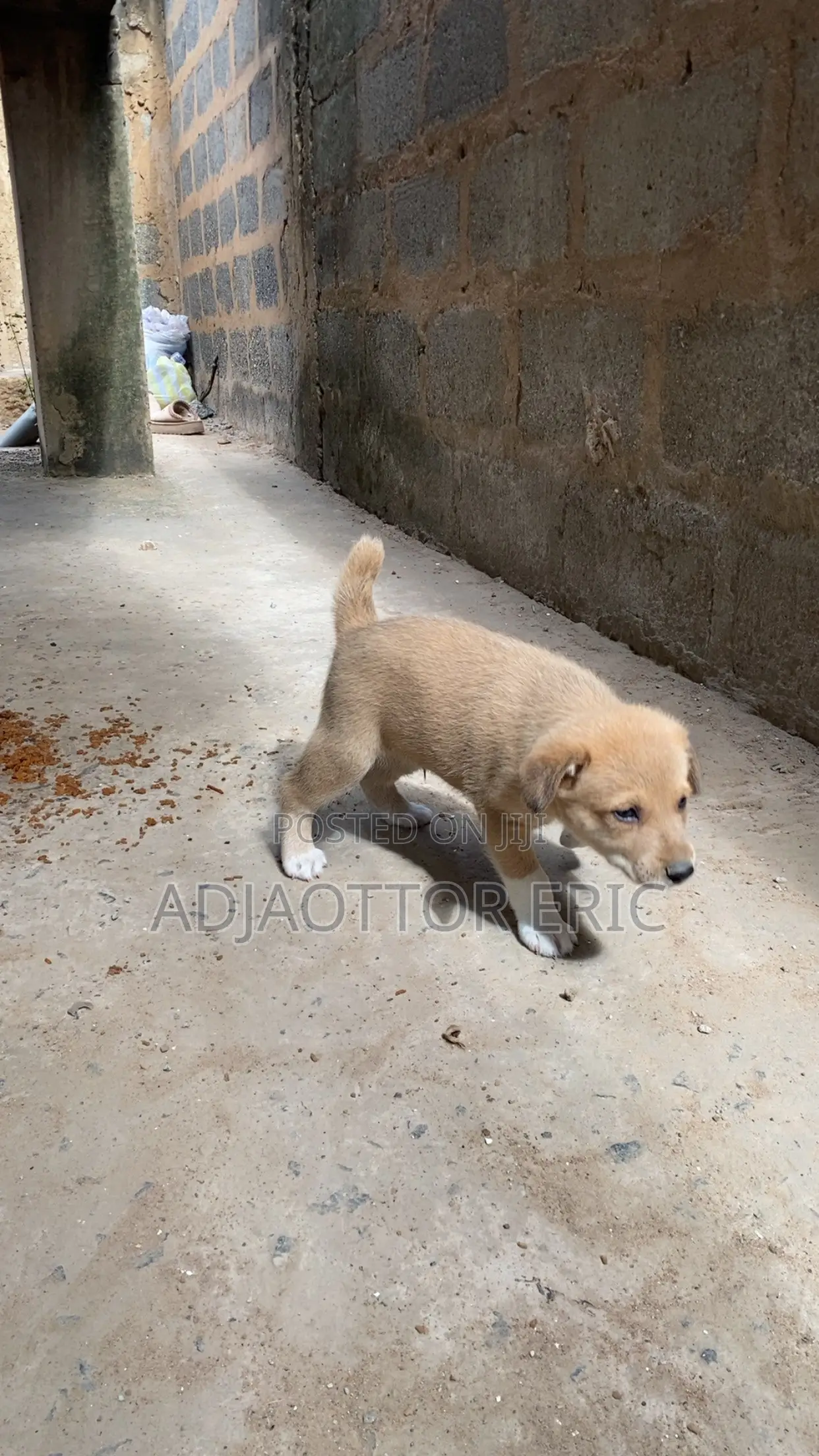 0-1 month Male Mixed Breed Dog