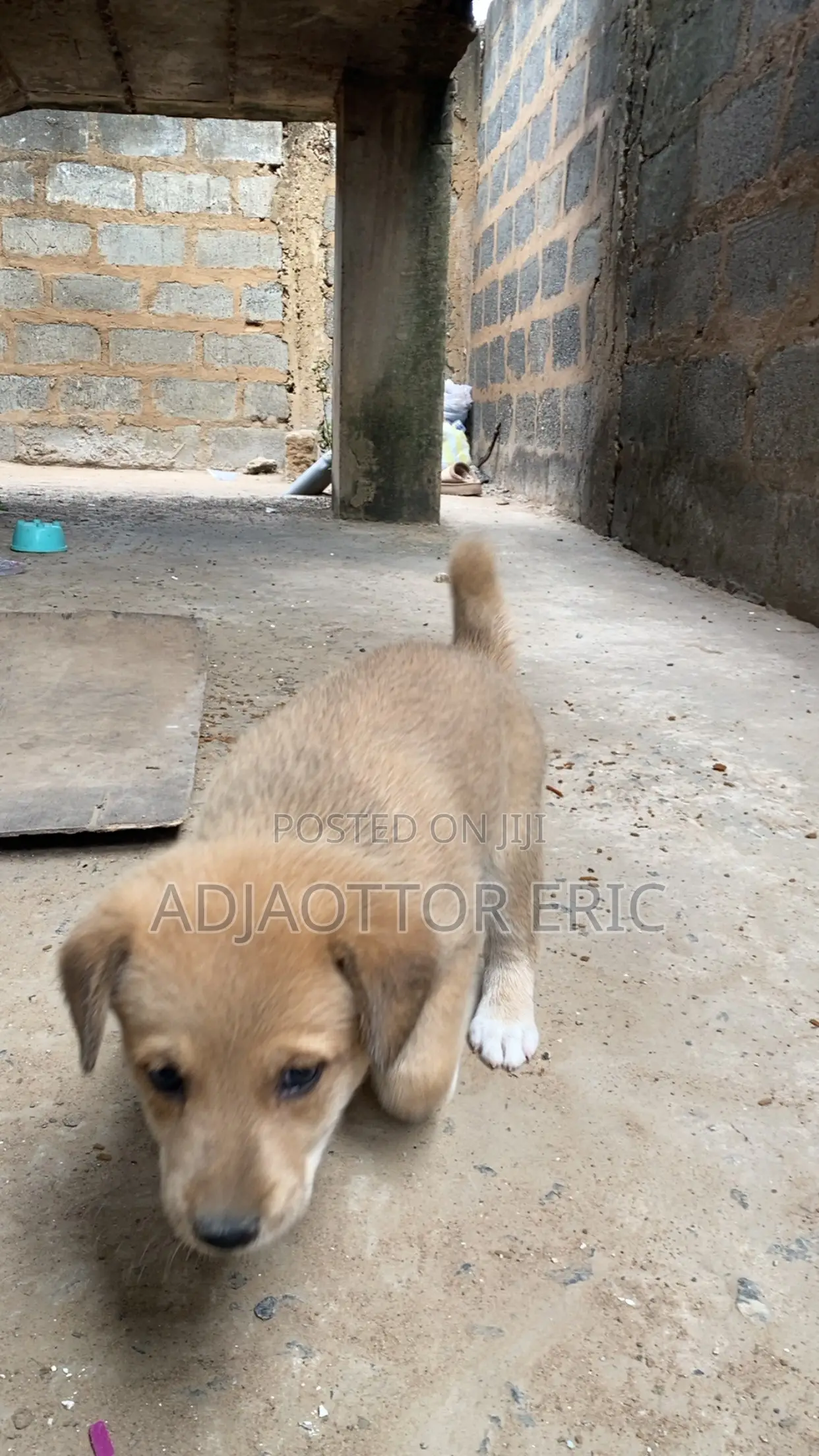 0-1 month Male Mixed Breed Dog