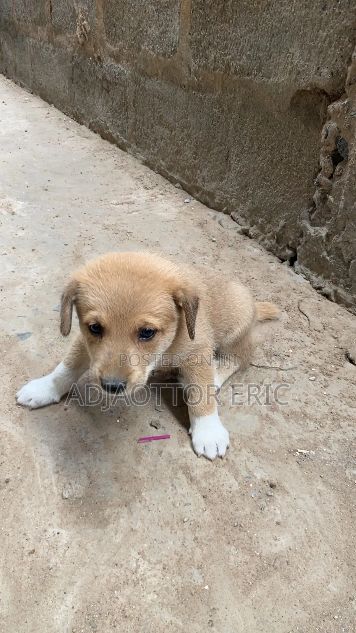 0-1 month Male Mixed Breed Dog