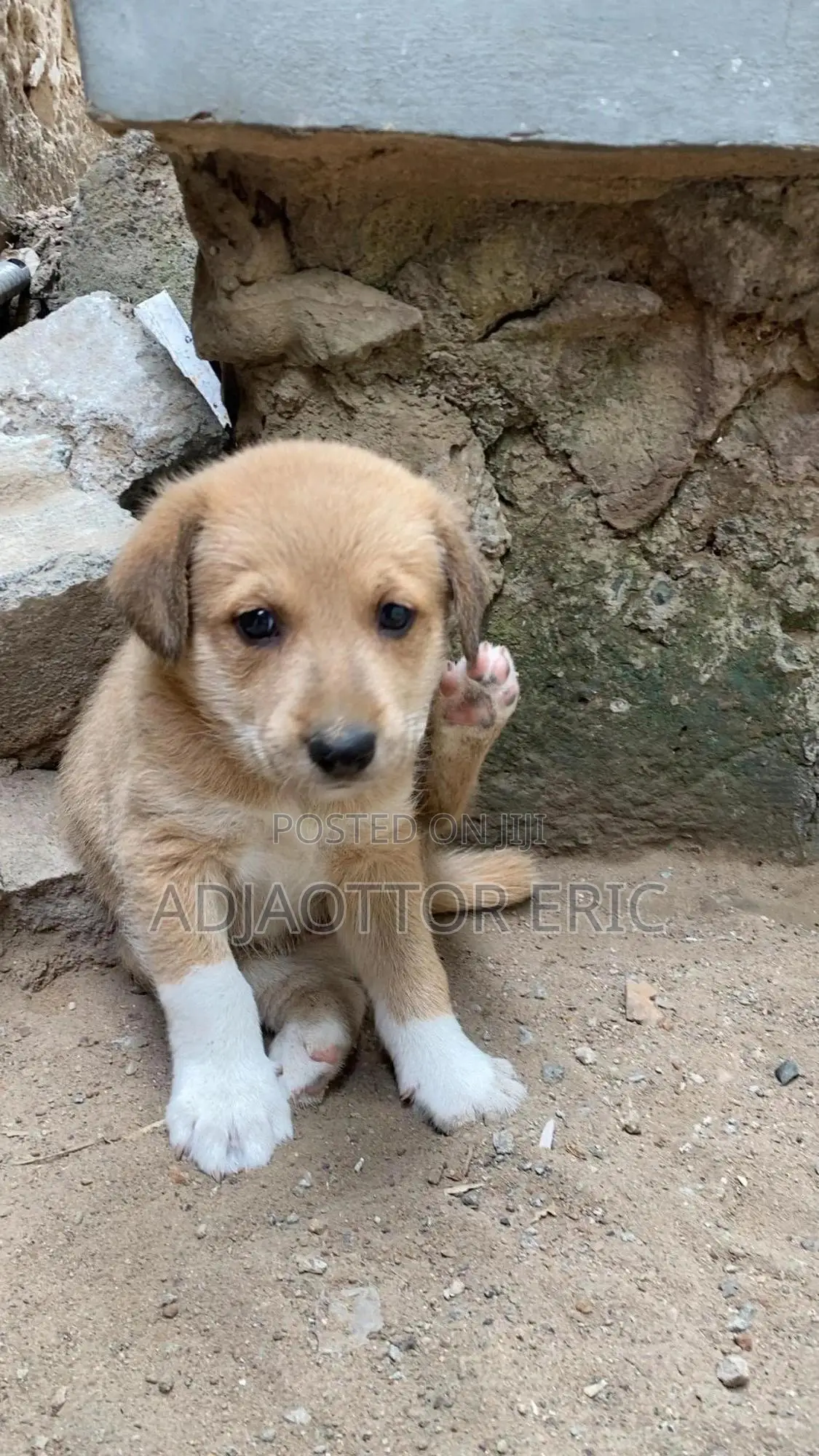 0-1 month Male Mixed Breed Dog