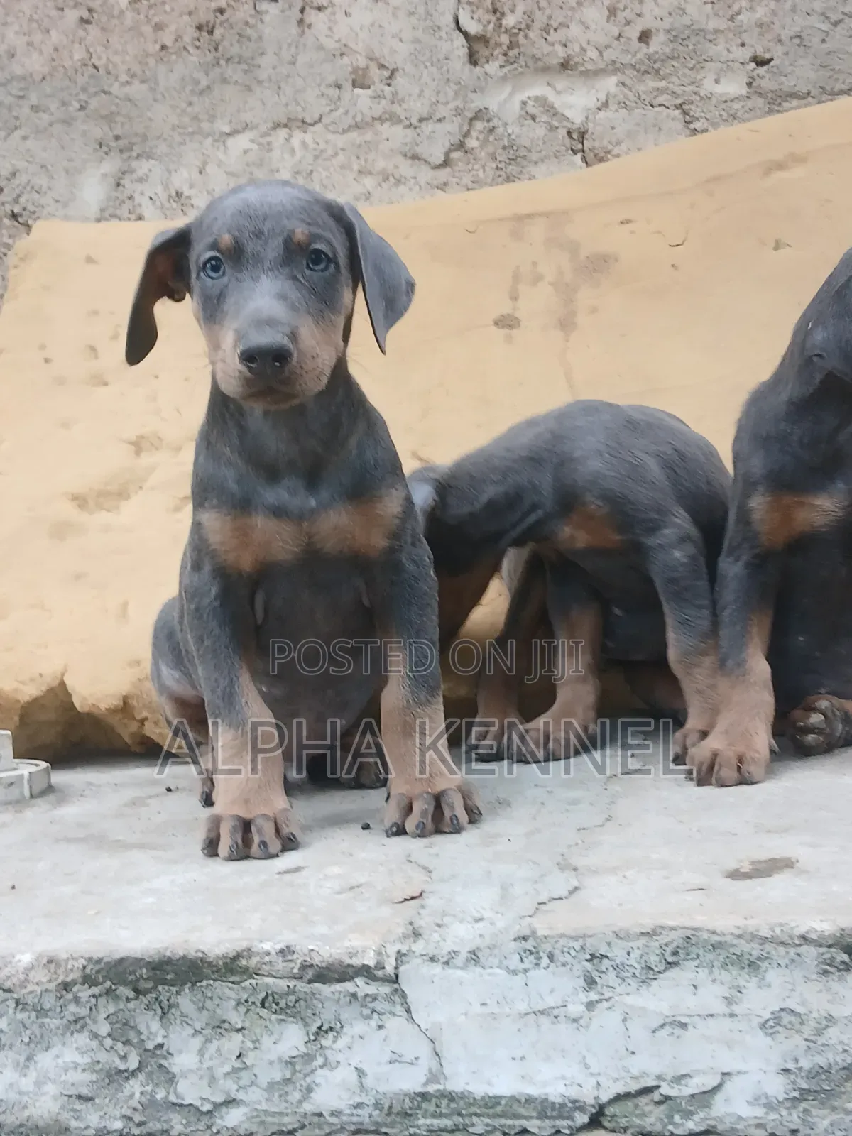 1-3 months Female Purebred Doberman Pinscher