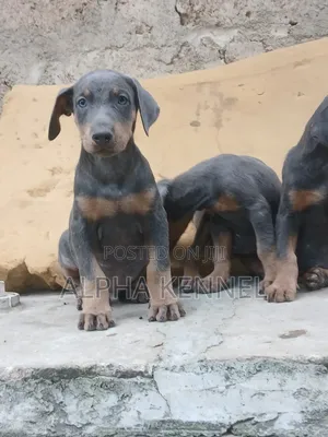 1-3 months Female Purebred Doberman Pinscher