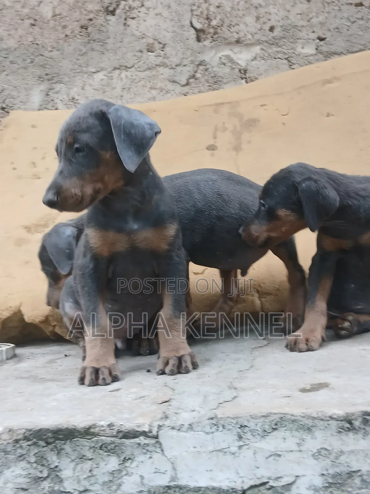 1-3 months Female Purebred Doberman Pinscher