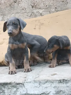 1-3 months Female Purebred Doberman Pinscher