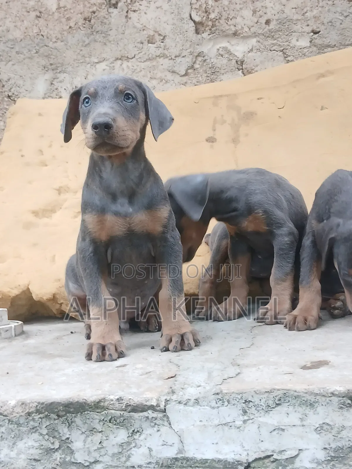 1-3 months Female Purebred Doberman Pinscher